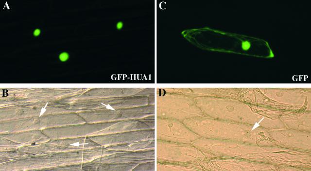 Figure 6.