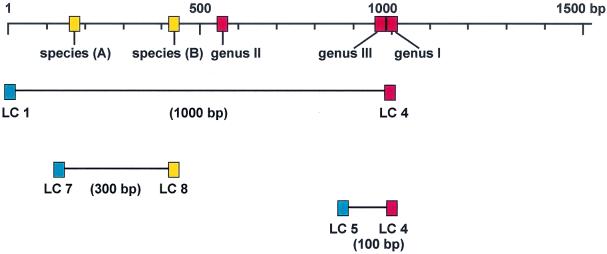 FIG. 1.