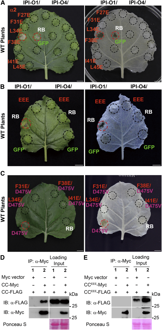 Figure 3