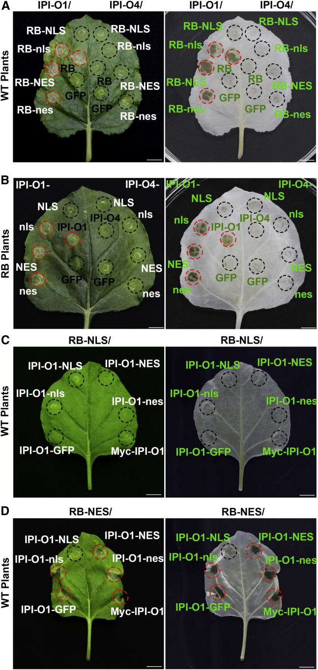 Figure 2