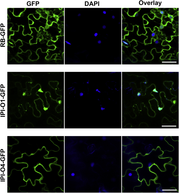 Figure 1