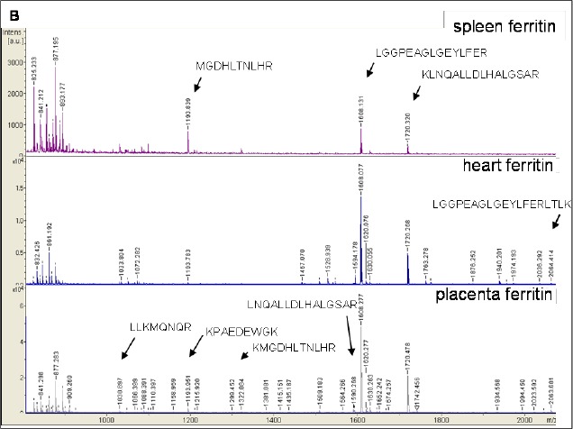 FIGURE 2B: