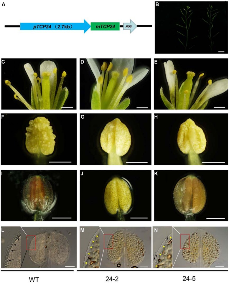 FIGURE 4