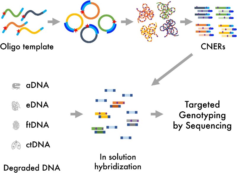 Graphical Abstract