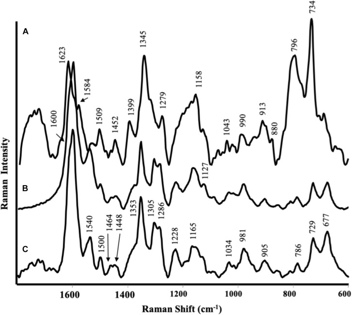 FIGURE 3