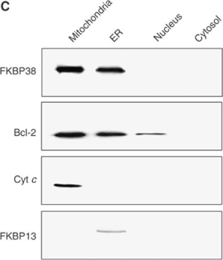 Figure 6c