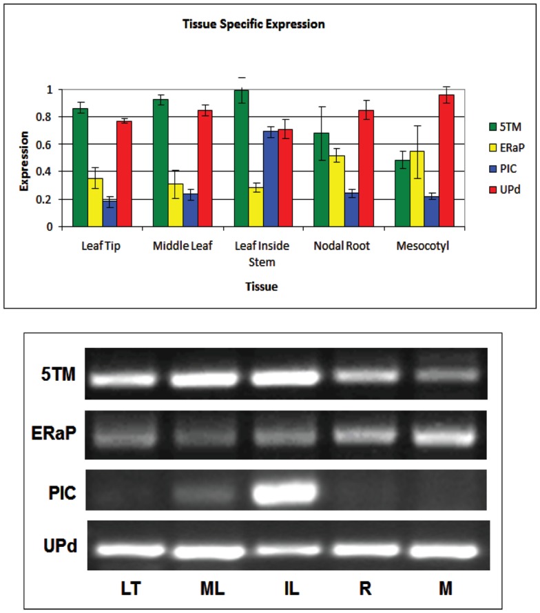 Figure 5