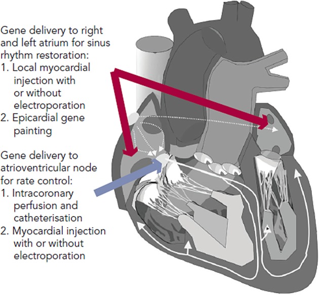 Figure 1: