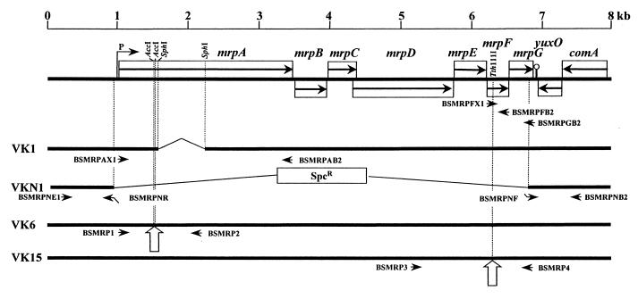 FIG. 1