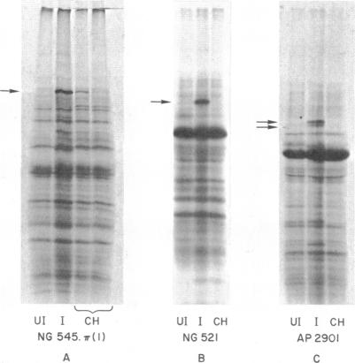 graphic file with name pnas00137-0260-a.jpg