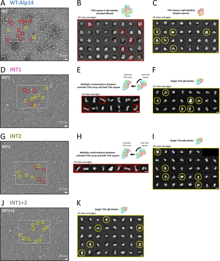 Figure 4—figure supplement 2.