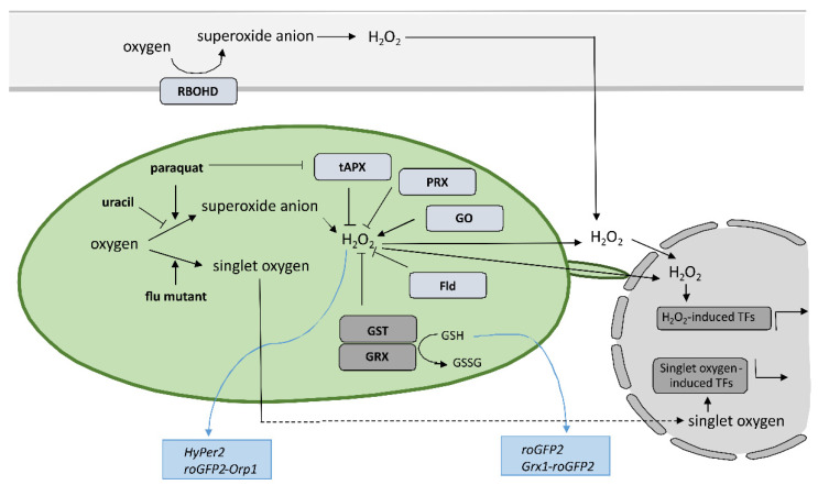 Figure 2