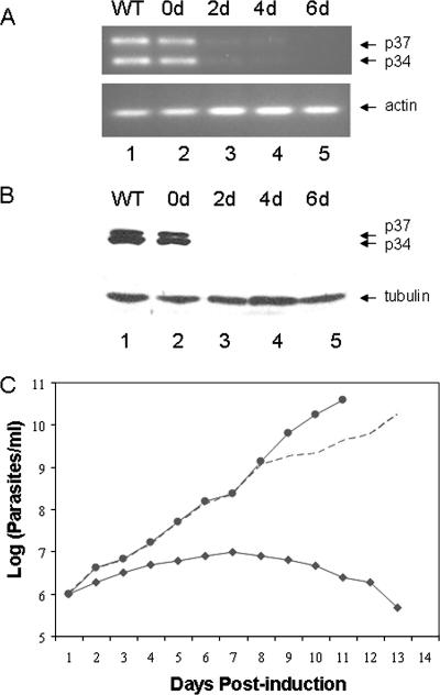 FIG. 1.