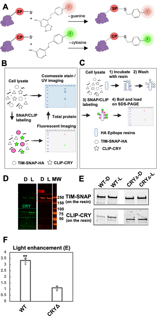 Figure 2: