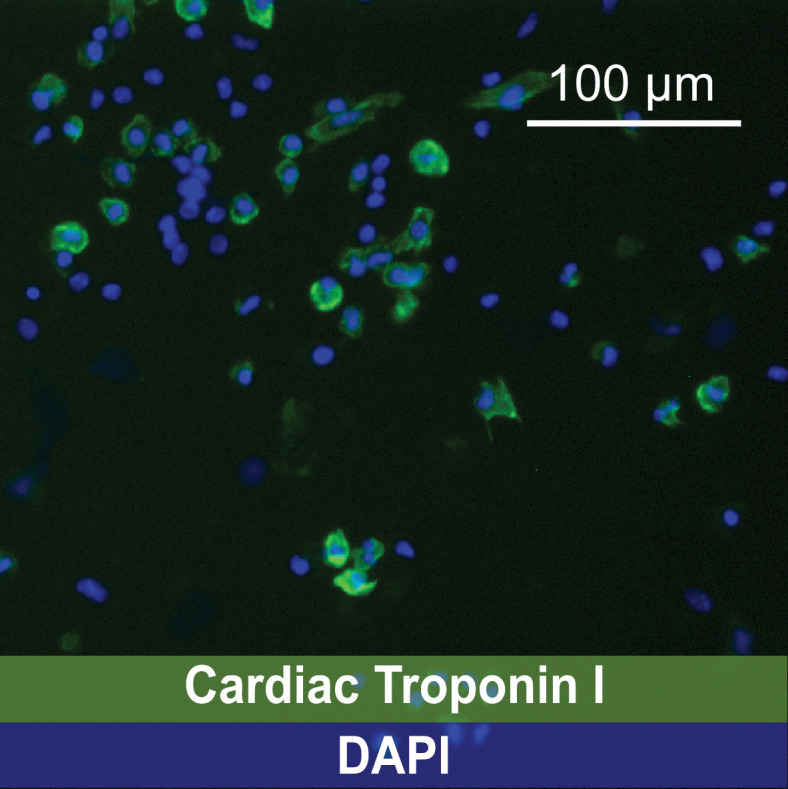 Figure 1—figure supplement 2.