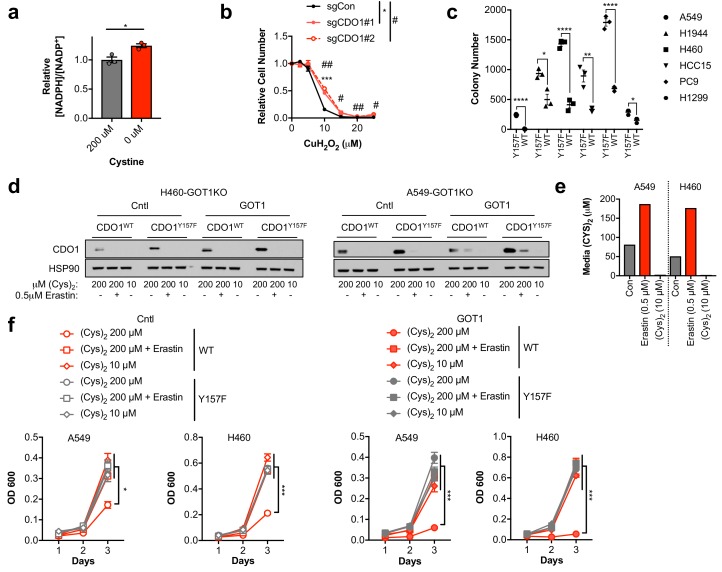 Figure 7—figure supplement 1.