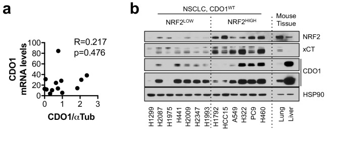 Figure 3—figure supplement 2.