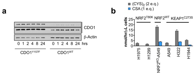 Figure 4—figure supplement 1.