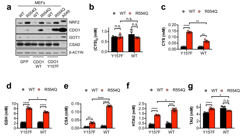 Figure 5—figure supplement 2.