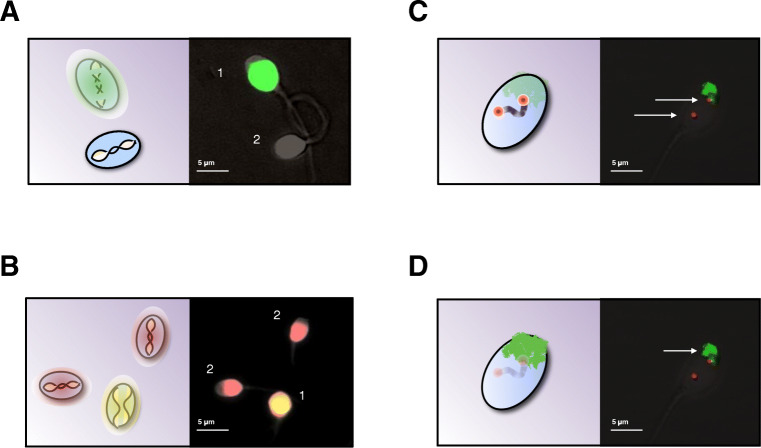 Fig. 2