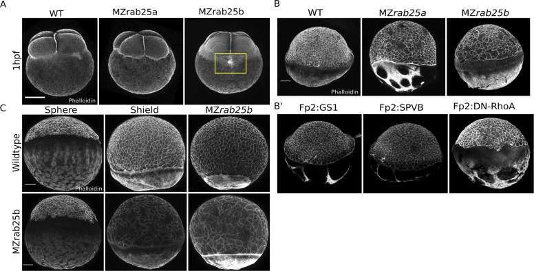 Figure 2—figure supplement 2.