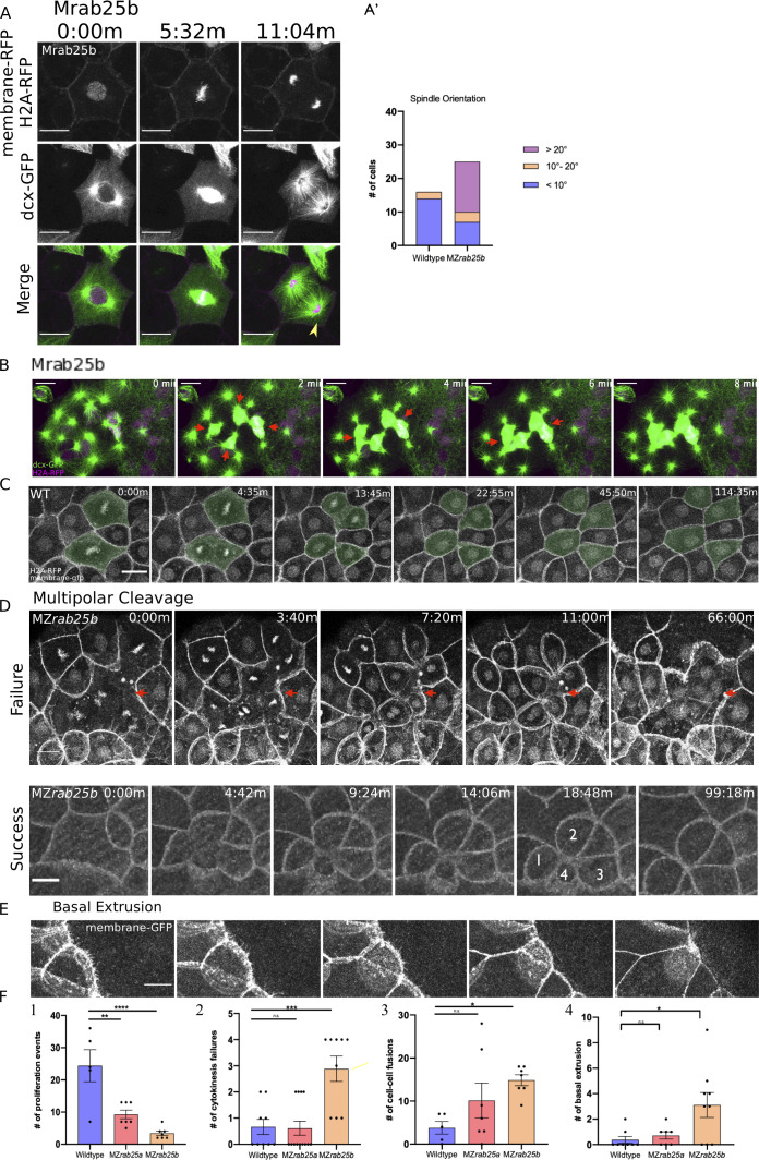 Figure 4—figure supplement 1.