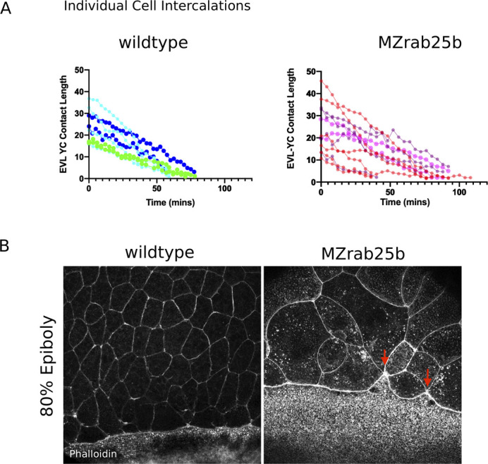 Figure 5—figure supplement 1.