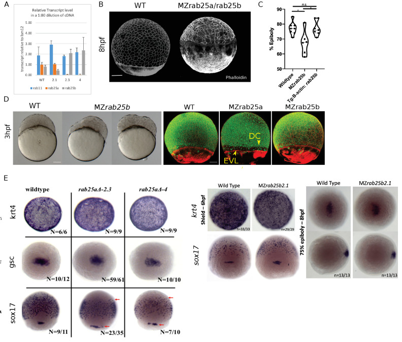 Figure 2—figure supplement 1.