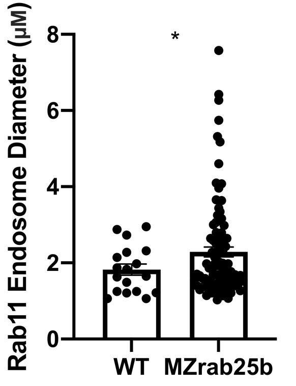 Figure 7—figure supplement 2.