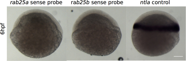 Figure 1—figure supplement 1.