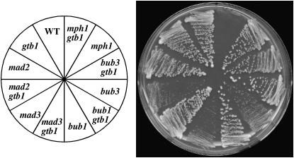 Figure 5.—