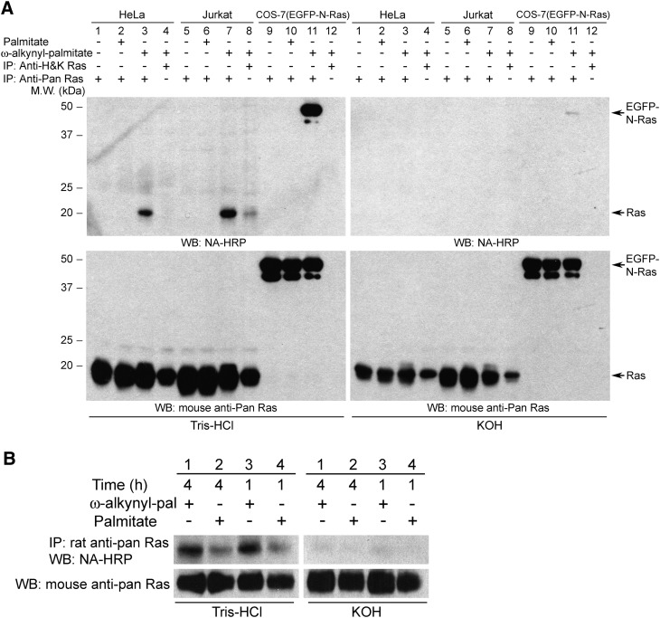 Fig. 8.