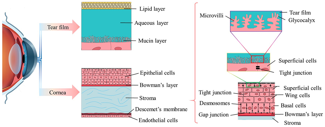 Fig. 2.