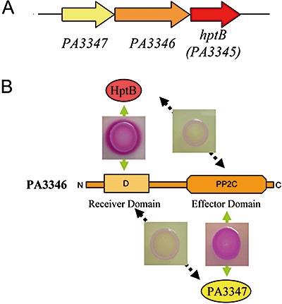 Fig. 8