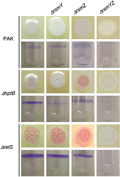 Fig. 6