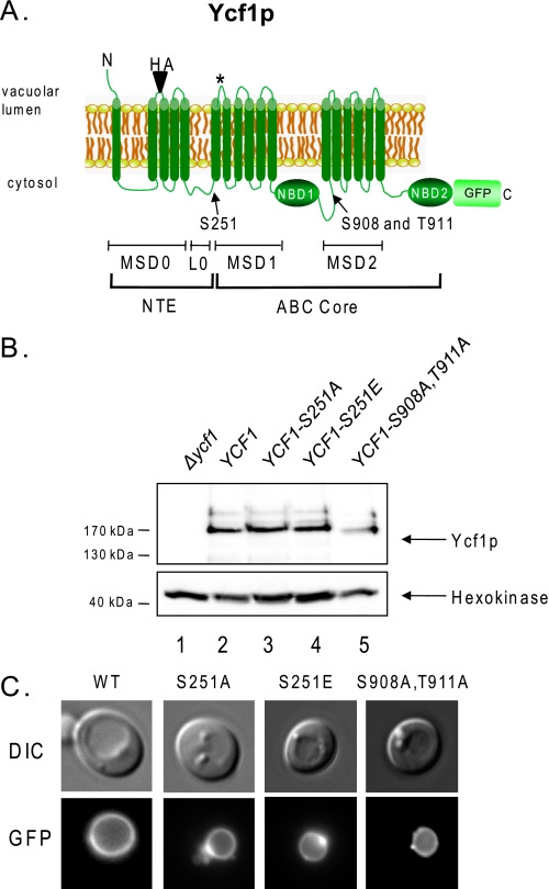 FIGURE 1.