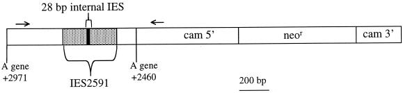 FIG. 1