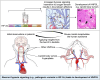 Graphical Abstract