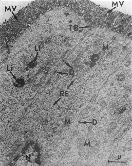 FIG. 5