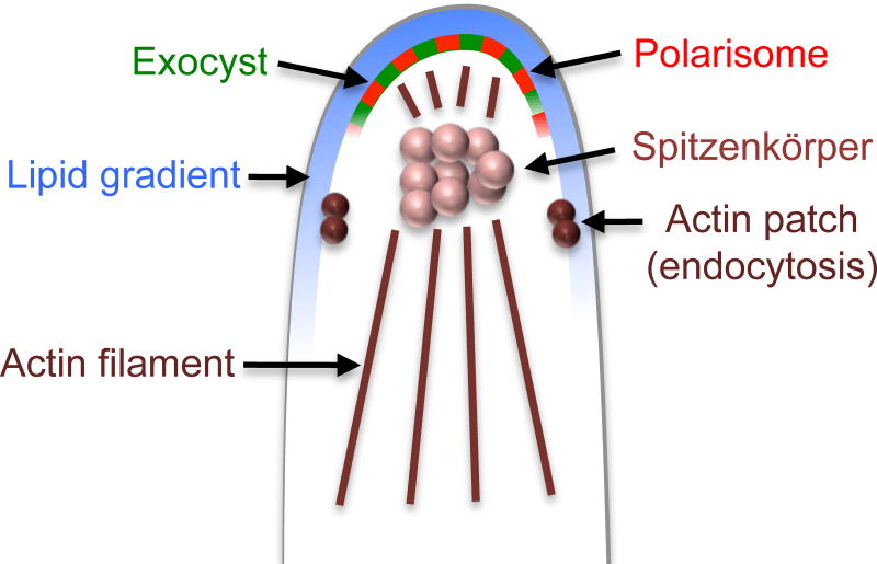 Figure 6