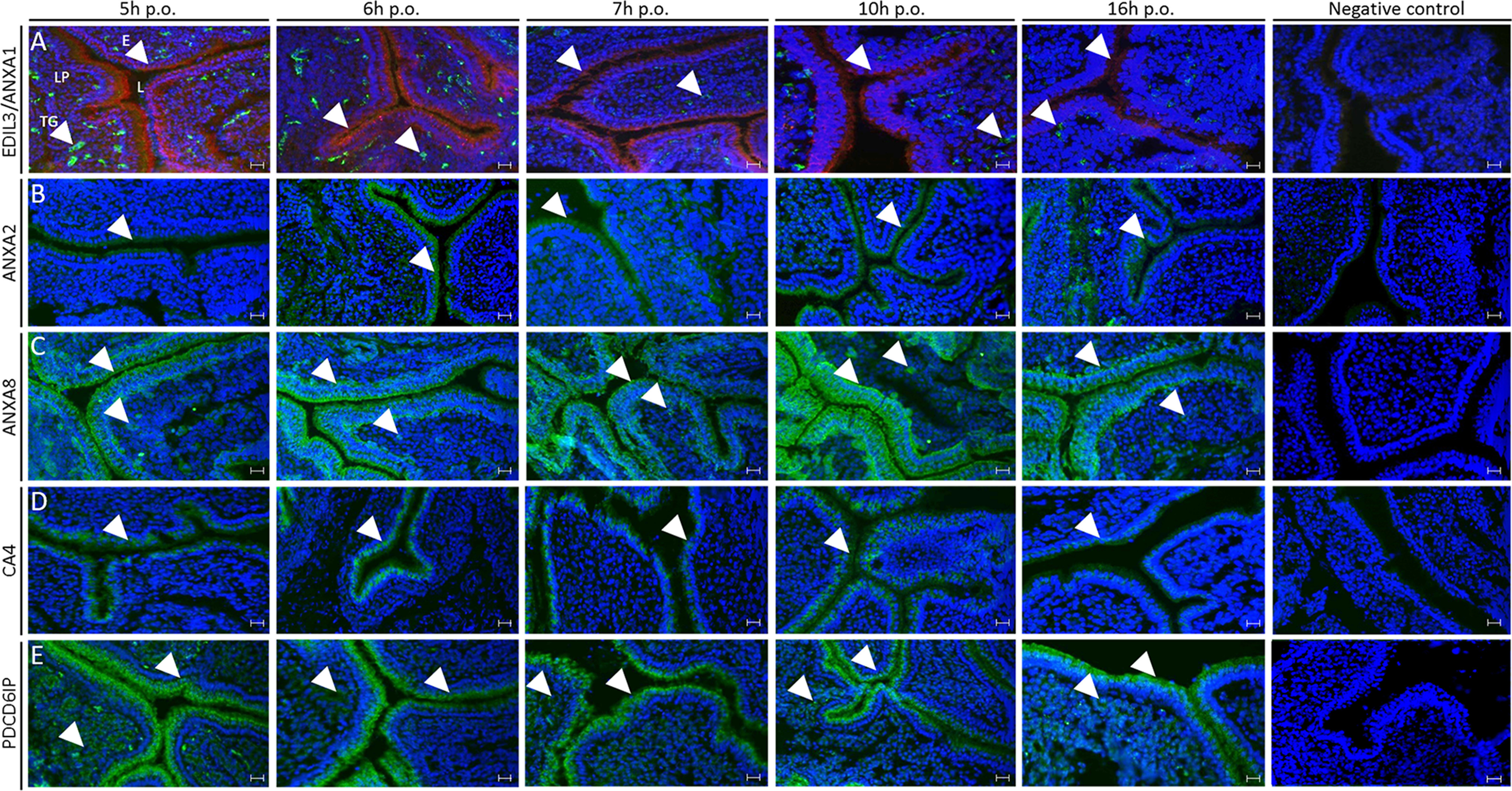 Figure 6.