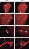 Fig. 8