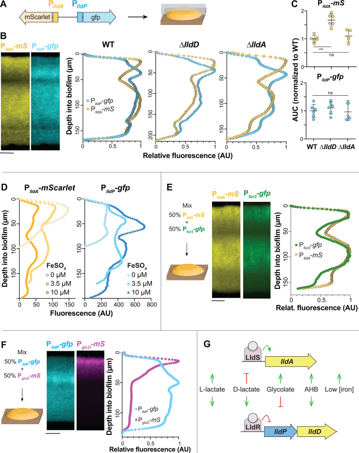 Gene constructs, biofilm fluorescence profiles for WT, ΔlldD, ΔlldA, AUC normalization, fluorescence with FeSO4, mixed biofilm analyses of P_lldA-mS, P_fur2-gfp, P_lldP-gfp, P_glcD-mS, and regulation model for LldS and LldR effects on lldA and lldP.