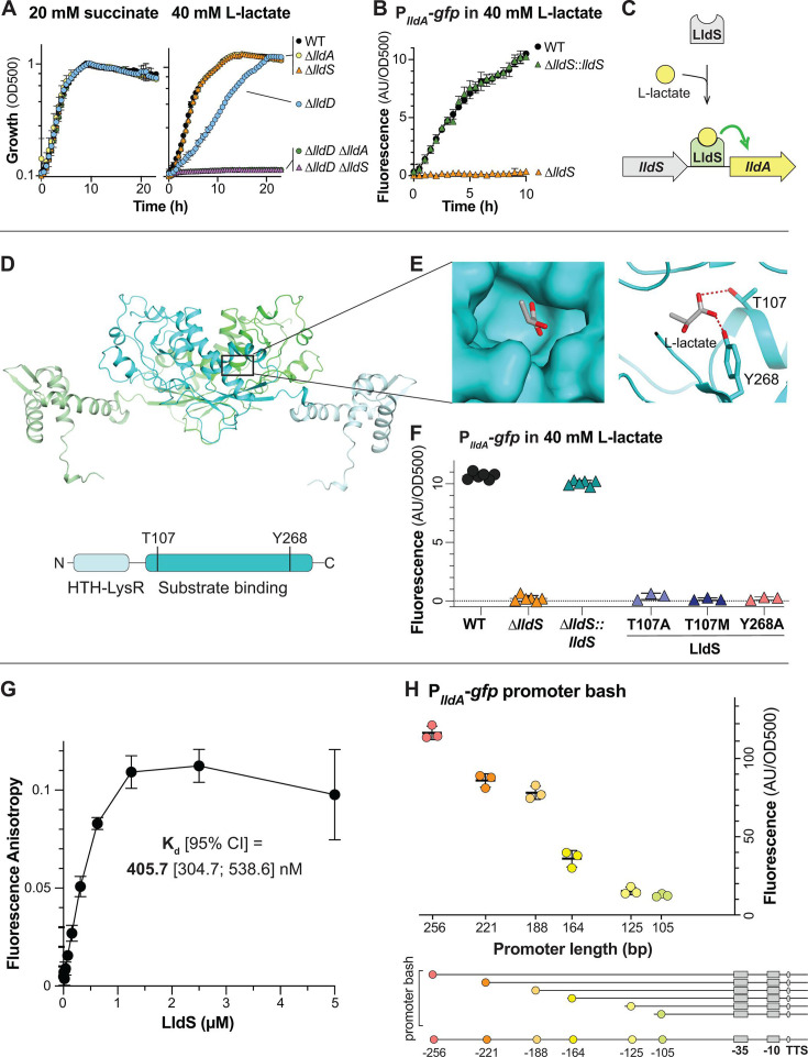 Growth curves on succinate and L-lactate, P_lldA-gfp fluorescence in L-lactate, LldS regulation on lldA, LldS structure with substrate binding, P_lldA-gfp fluorescence with LldS variants, LldS binding affinity, and P_lldA-gfp promoter analysis.