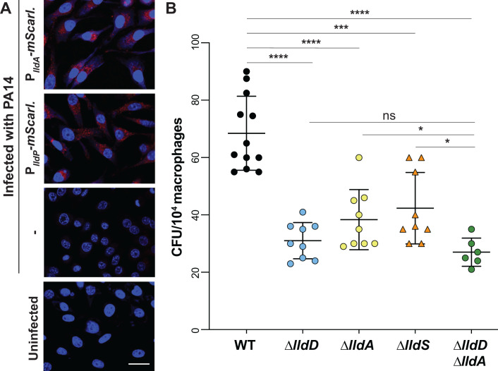 Macrophages infected with PA14 strains expressing P_lldA-mScarlet and P_lldP-mScarlet, along with uninfected controls It also includes a bar graph comparing CFU counts in macrophages infected with WT, ΔlldD, ΔlldA, ΔlldS, and ΔlldDΔlldA strains.