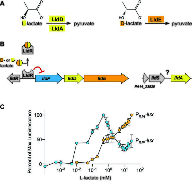 Metabolic pathway for lactate conversion to pyruvate by LldD and LldE enzymes, a genetic diagram of the lld operon with regulatory elements, and a graph depicting luminescence responses to varying L-lactate concentrations.