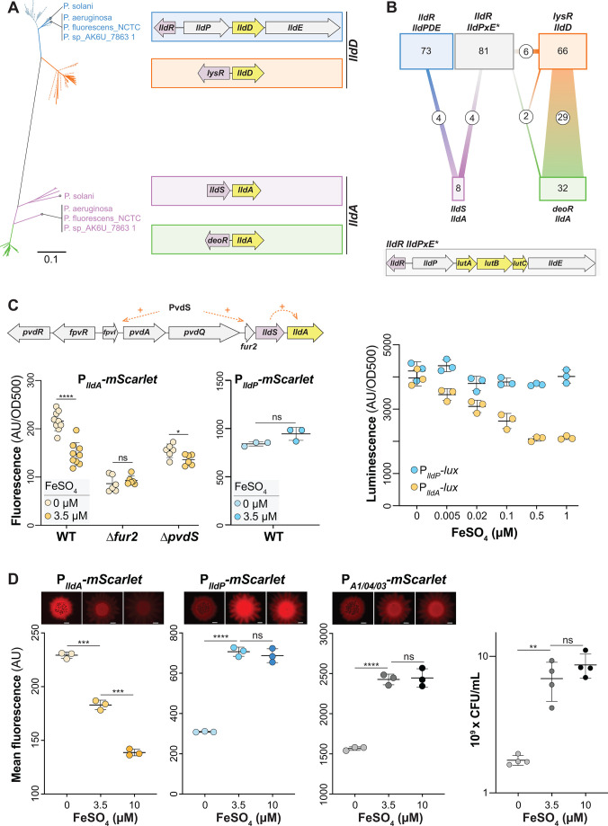 A phylogenetic tree and gene cluster diagrams, a regulatory network for lld operons, fluorescence and luminescence assays under FeSO4 conditions, and bacterial growth analysis with promoter activity.