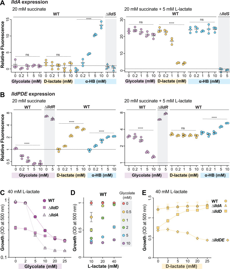 Fluorescence of lldA and lldPDE expression under various conditions, growth curves on L-lactate with glycolate, and growth of WT, ΔlldA, ΔlldD, and ΔlldE strains on L-lactate and D-lactate with different glycolate concentrations.