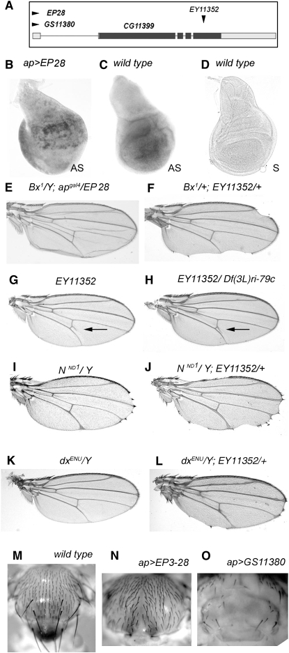 Figure 7.—