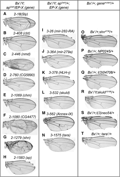 Figure 4.—